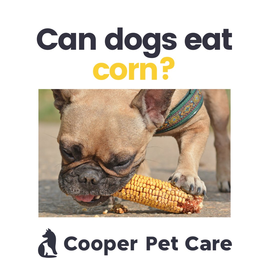 dogs eat corn