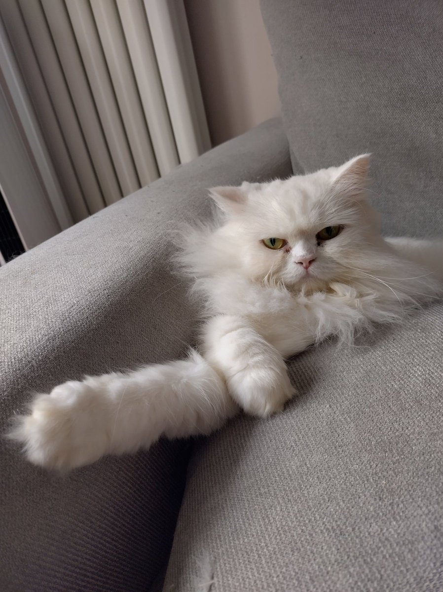 When the cat becomes your therapist. "And how are you feeling today" - Dasha