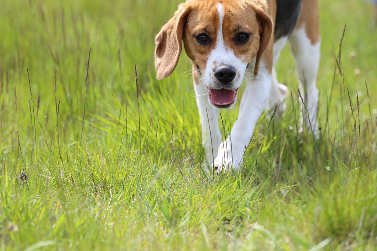 This is Garbo! She works at the @Pet4Homes office and is a Beagle 🐶 
❤️ Loyal, affectionate and social 
🥎  Despite their strong hunting instincts, Beagles can be just as happy living in urban areas as in the countryside
Read more here: pets4homes.co.uk/dog-breeds/