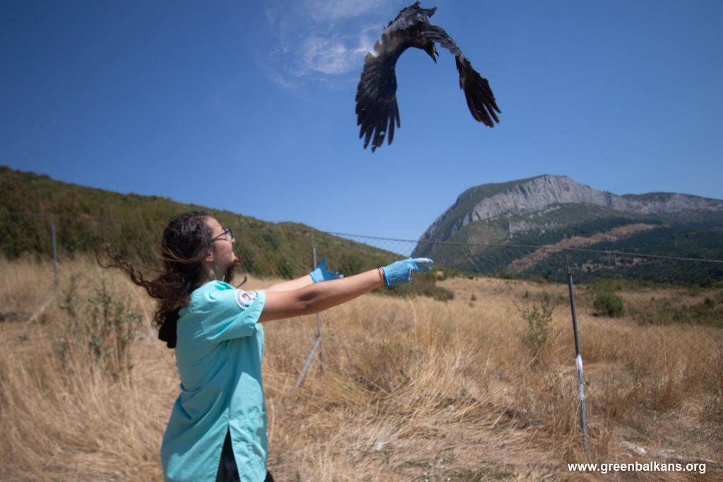 greenbalkans tweet media