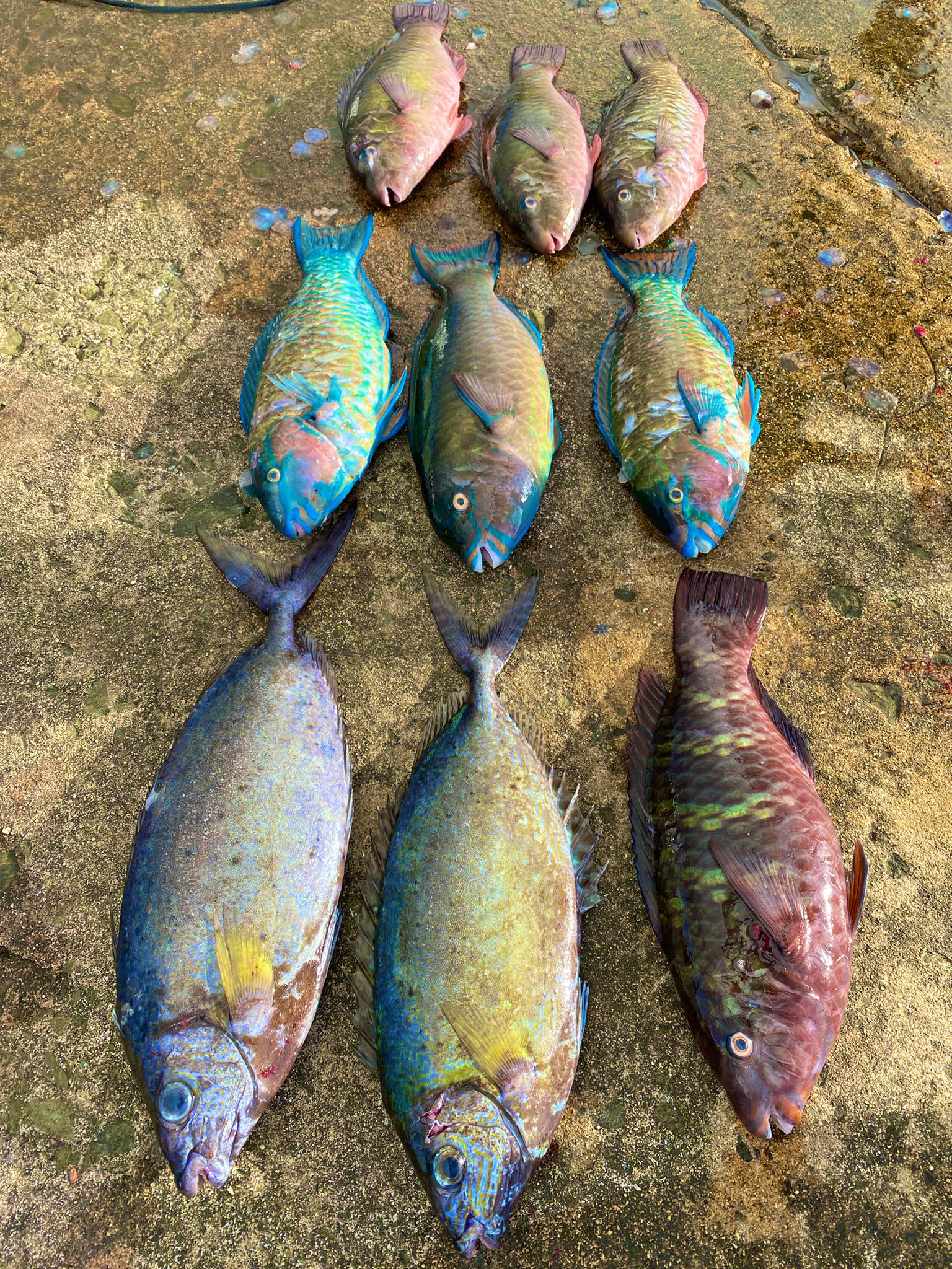 沖縄フカセ Twitter Search Twitter