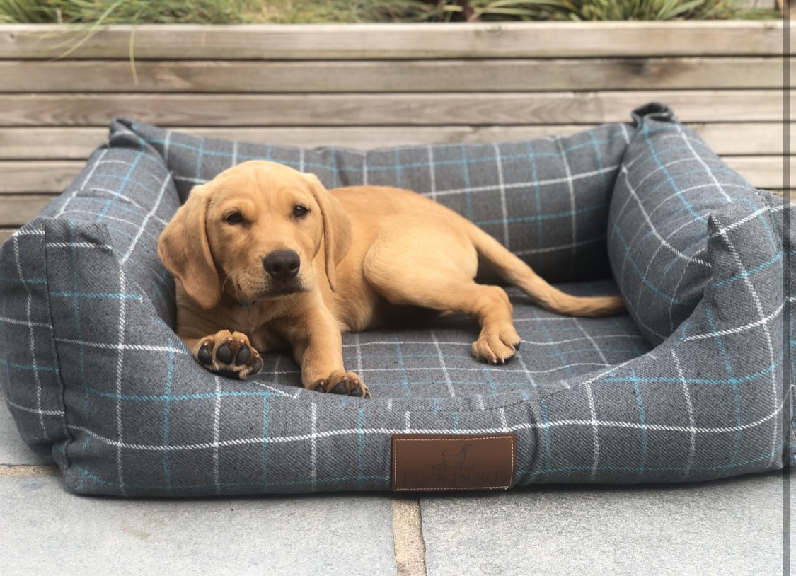 Biggg stretchhh #dogsoftwitter #doggy #dogbed