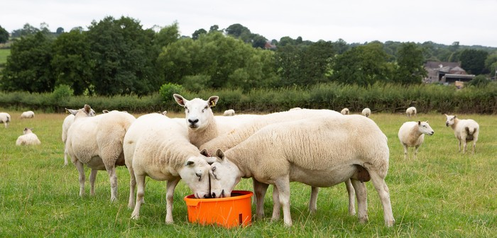Optimise forage utilisation by stimulating rumen activity with forage supplements 

farmbusiness.co.uk/livestock/opti…

#forage #optimise