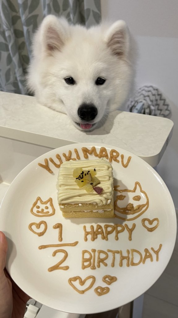 サモエドゆきまる ゆきまる今日で丁度6ヶ月です ペットのコジマで犬用ケーキとwanちゅーるを買いました サモエド ペットの専門店コジマ T Co Ailma586ns Twitter