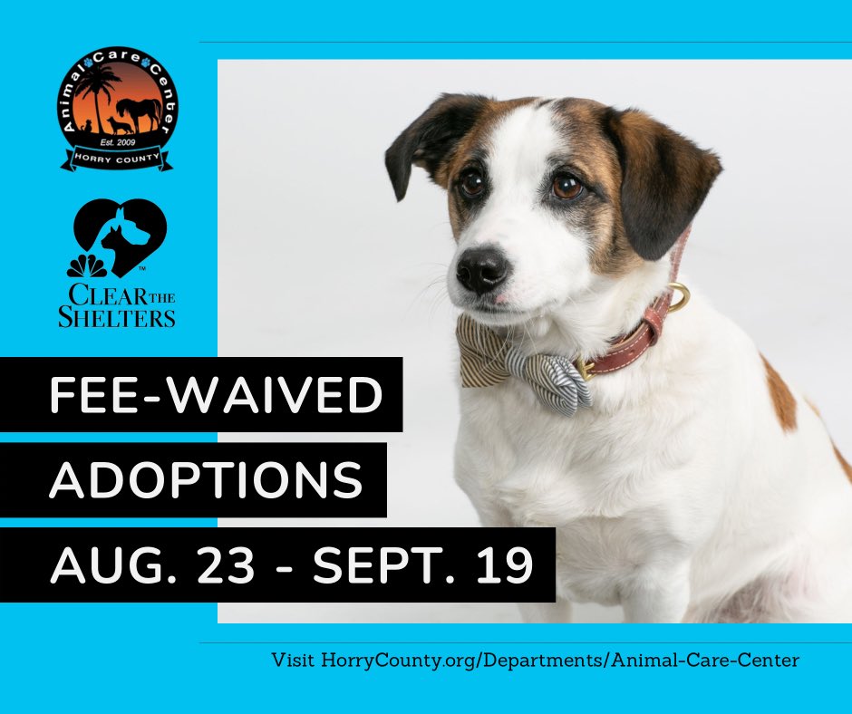 hcaccadoptions's tweet photo. CLEAR THE SHELTERS 🐶 🐾🐱🧡 

The #HCACC is offering fee-waived adoptions Aug. 23 - Sept. 19, as part of the nationwide #ClearTheShelters.

To view current HCACC adoptables: https://t.co/KwSomh9kDn

For an adoption appointment, email shelter@horrycounty.org or call 843-915-5172. https://t.co/ZjnTBNnDCA