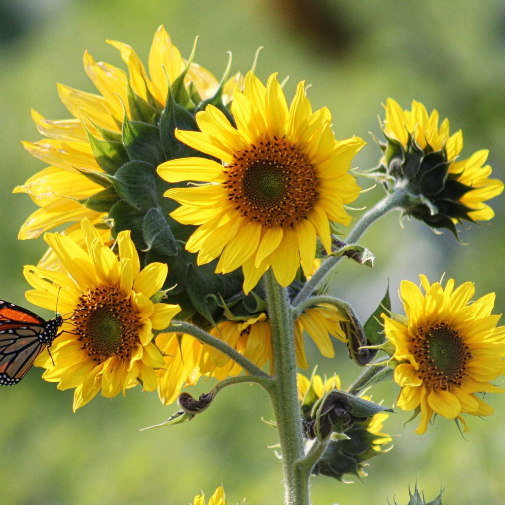 'Have you been to that sunflower field in Portglenone yet?' 😱
The most common asked question of the summer 🌻