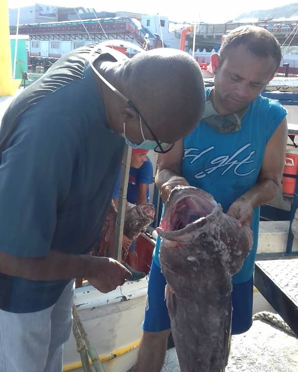 InsopescaG's tweet photo. Conppas de Vargas están restiados con la producción pesquera nacional, con más de 5.925 kgs de pescado capturados este fin de semana en el estado, donde inspectores e inspectoras de @Insopesca dan garantía de la legalidad e inocuidad de las proteinas
#SemanaRadicalConsciente https://t.co/jvWyZ0XxPv