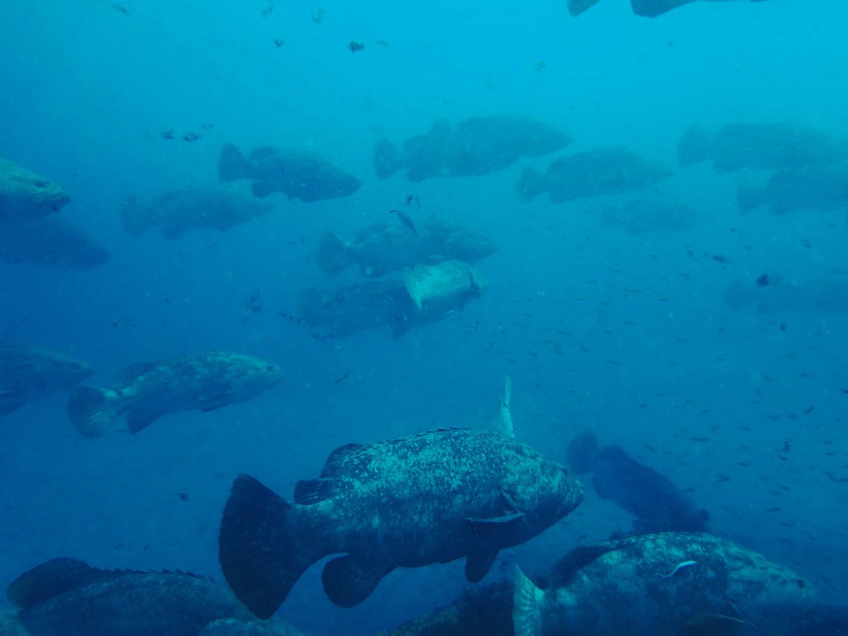 Yannis Papastamatiou (@dr_yannis) on Twitter photo Goliath grouper aggregations have started on the south Florida wrecks. 60+ animals! Tagging has started so we can resume seeing how storms impact their spawning <a href="/FIUCASE/">FIU College of Arts, Sciences & Education</a> <a href="/FIUEnvironment/">FIU Institute of Environment</a> <a href="/NSF/">U.S. National Science Foundation</a> Goliath grouper aggregations have started on the south Florida wrecks. 60+ animals! Tagging has started so we can resume seeing how storms impact their spawning <a href="/FIUCASE/">FIU College of Arts, Sciences & Education</a> <a href="/FIUEnvironment/">FIU Institute of Environment</a> <a href="/NSF/">U.S. National Science Foundation</a>