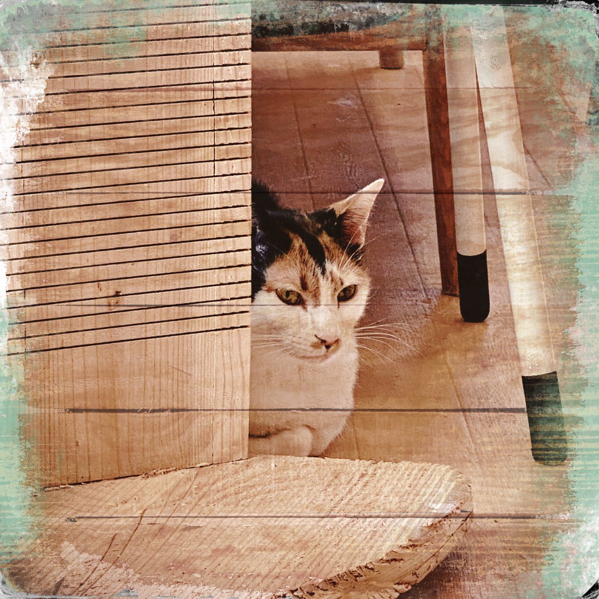 obi_wan_eclipse's tweet photo. Waiting in the shade. #猫式 #cat #ShotoniPhone #Hipstamatic #Hekla #Maple1880 #JuicyOrangeGel https://t.co/82eI2Zq0Jk