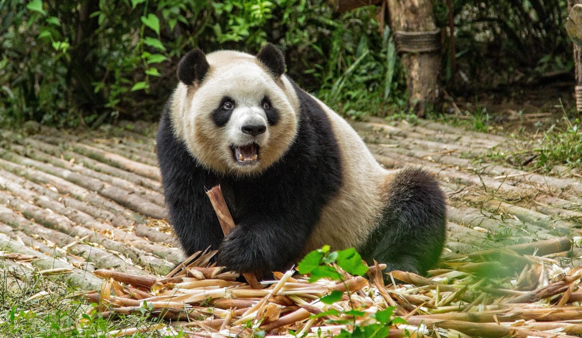 DrMattCrowson's tweet image. RT Boost your Data Analysis with Pandas dlvr.it/S69Gk4 #pandas #datascience #pandasdataframe #dataanalysis #python