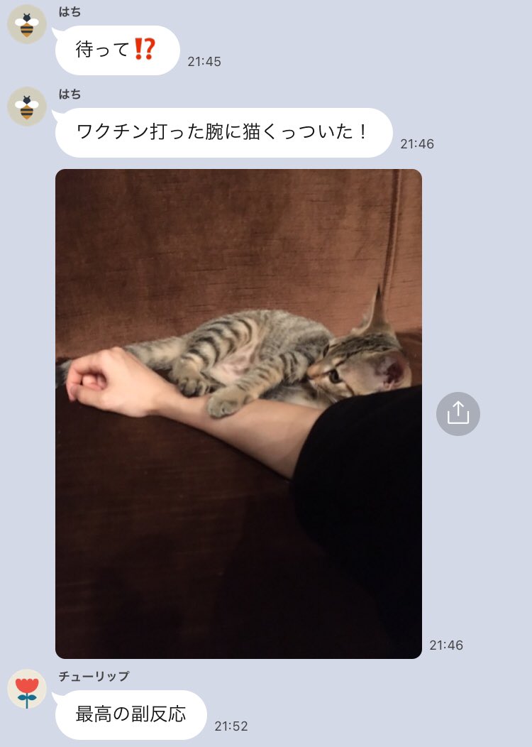 ワクチン接種後に 猫がくっついてくる という福反応事例の報告 そうか それで Togetter