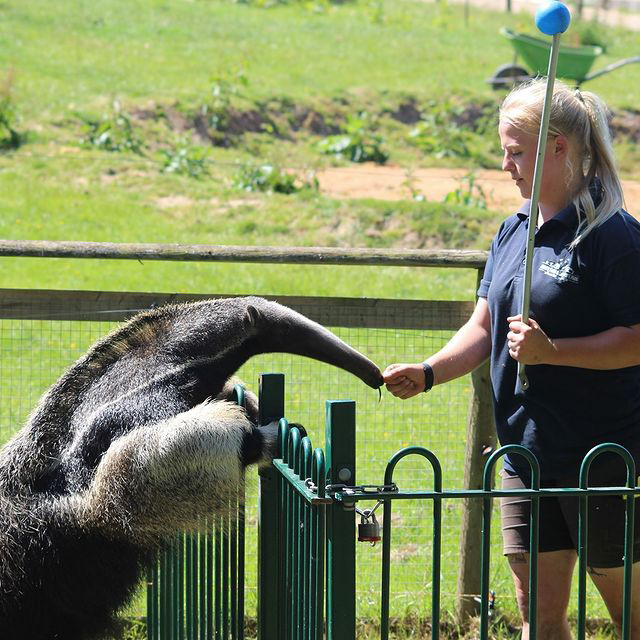 JimmysFarmMag's tweet photo. Cheeky anteater! 

There's always something going on at Jimmy's Farm why not pop down this bank holiday weekend and listen to some keeper talks. 

#farmlife#farmanimals #jimmysfarmandwildlifepark #jimmysfarmmag #jimmysfarm #suffolk #anteater #keepertalks #activity https://t.co/7PfhSSeOxP