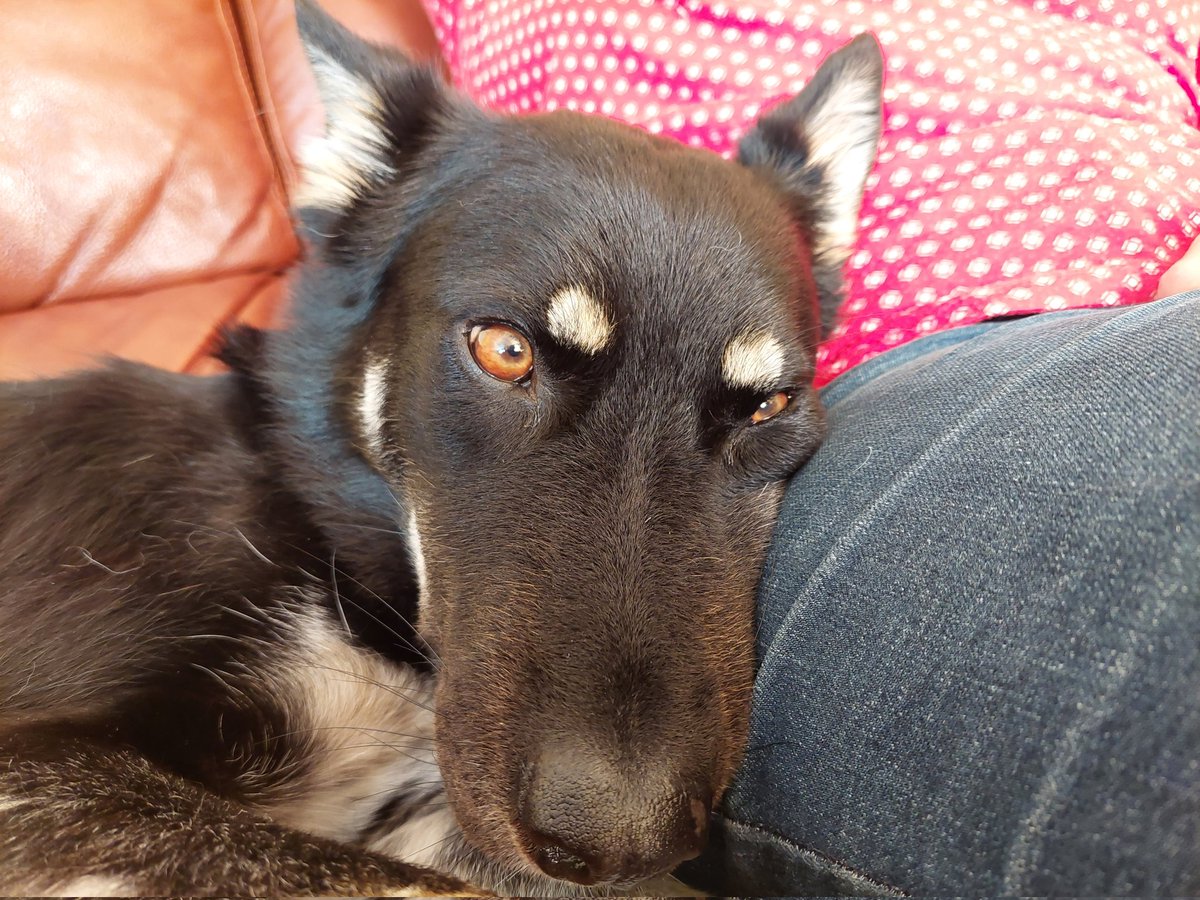 The face of a dog with two stolen frozen chocolate croissants defrosting inside her 🙄