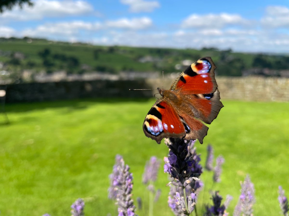 smartmarty's tweet photo. @Hudsonweather @Abbiedew @KeeleyDonovan Beautiful sunny day in #Ripponden. View of peacock butterfly with #Ryburn Valley in the distance. https://t.co/9TJeGT9Yj2