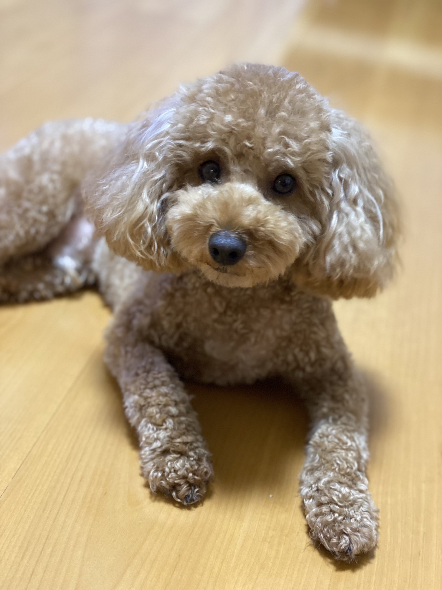 鈴木準弥 Auf Twitter 東京にきて初のトリミング 可愛くしてもらえました 太ってしまったのでダイエット中です トイプードル 愛犬家 ダイエット T Co Wszkaradwo Twitter