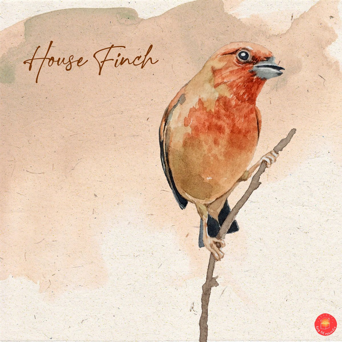biglilmiracles's tweet photo. House Finch Watercolor
.
.
.
#watercolor #watercolorart #watercolordaily #birdspainting #watercolorpaint #dailyart #art #birdwatcher #birdslovers #savewildlife #birdssave #birdsdiscover #naturalbirds #summerbirds #birds #collage https://t.co/sXaAv7eC6S
