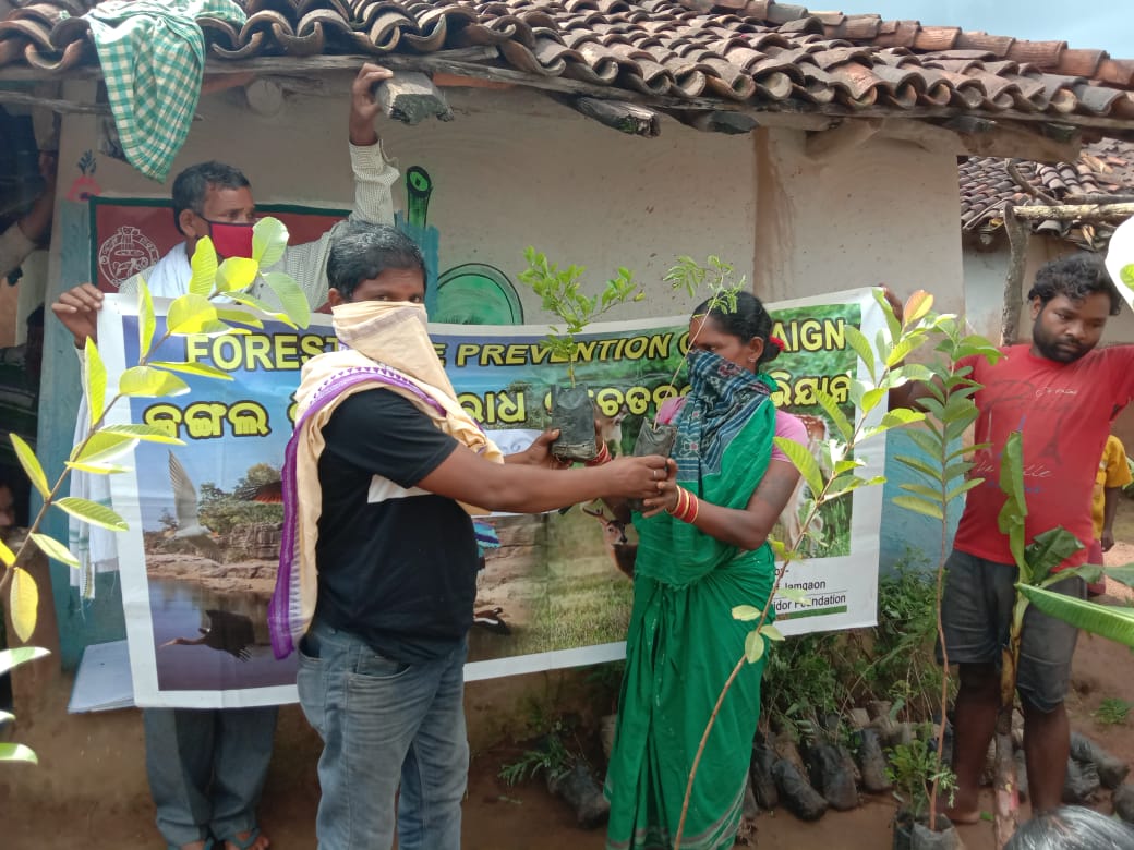 2/3
Total of 700 plants have been distributed and planted by 130 beneficiary families. We also distributed 100 Amla and Jamun seedlings for planting on village common land and road sides. We also guided the people on post planting care.
#KhariarSunabeda