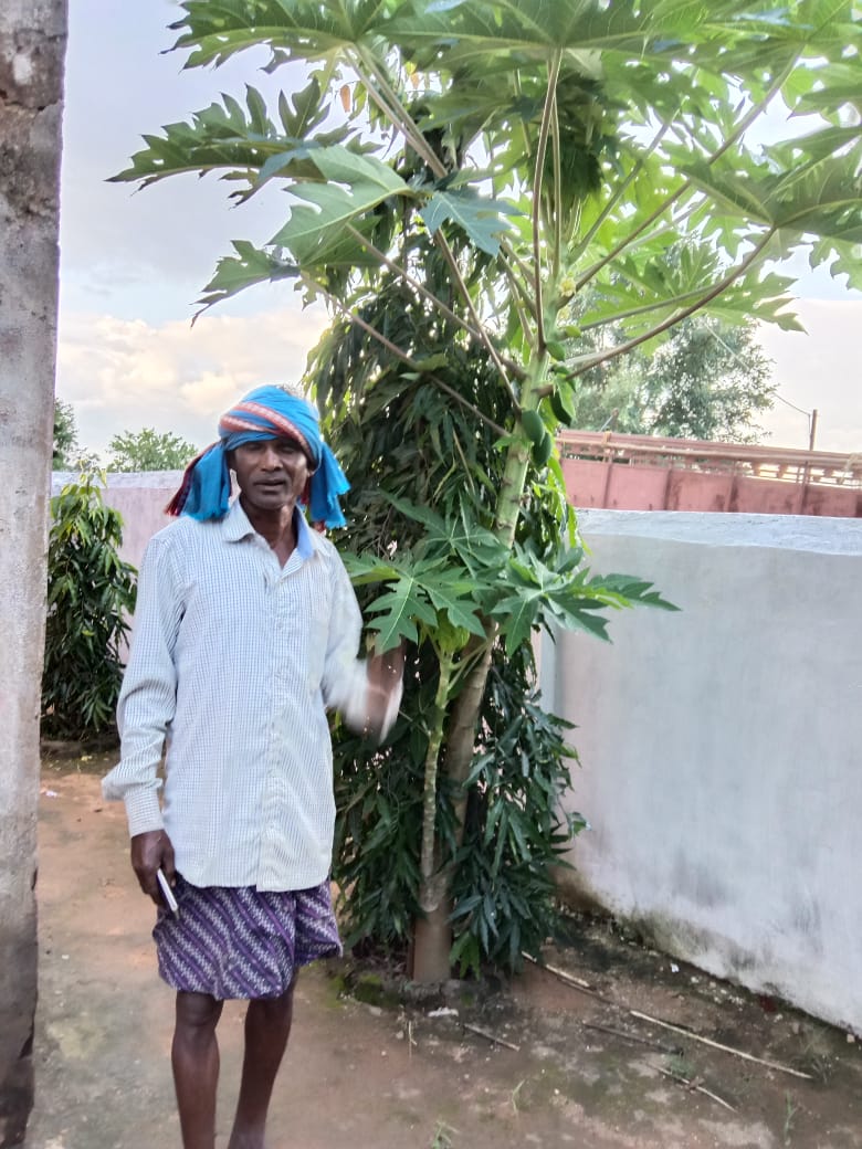 3/3
Banana suckers &amp; Papaya amongst others distributed last year, are now loaded with fruits and this is encouraging.
#KhariarSunabeda