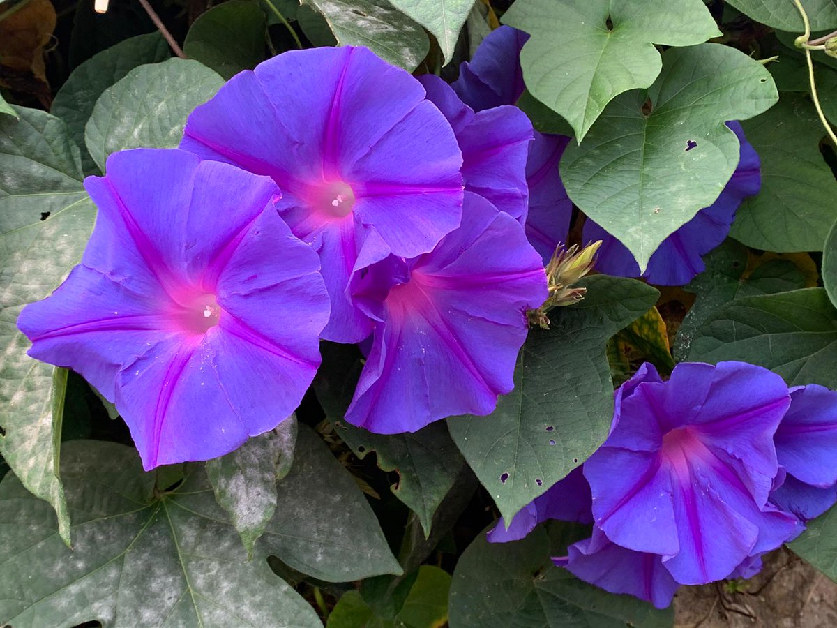 nicodiaztoledo's tweet photo. Serie flores 2: O esta otra que crece en la linde del camino y que, creo, es la #gloriadelamañana o #mantodeMaria https://t.co/yu8q9QLz3I