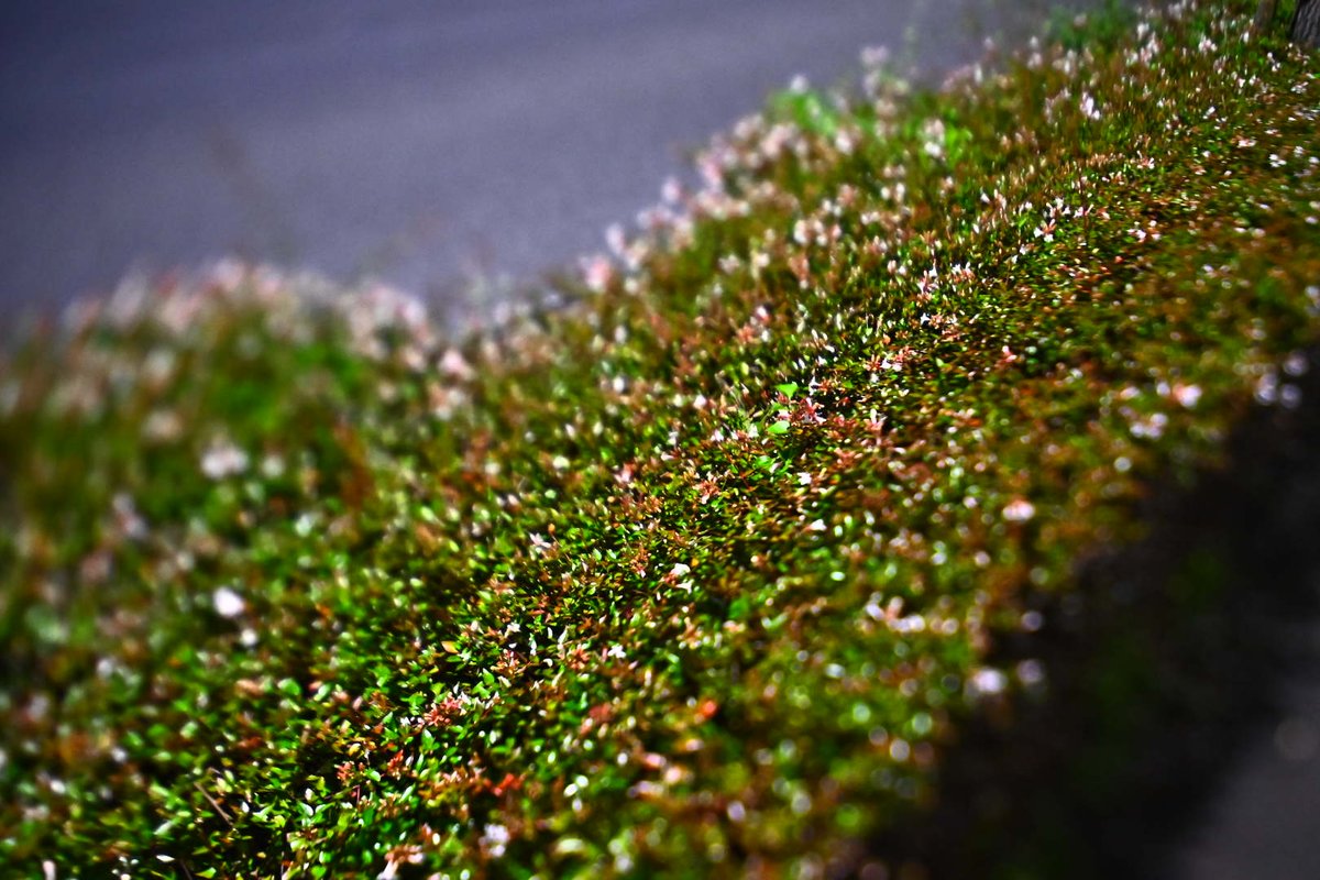 HiroCamp_Quest's tweet photo. お写んぽ1
絞りまくったらウニが沸いた
#ウニ #lensbaby #composerpro2 #edge35 #nikon #z6ii https://t.co/iSv8fkl7Lv