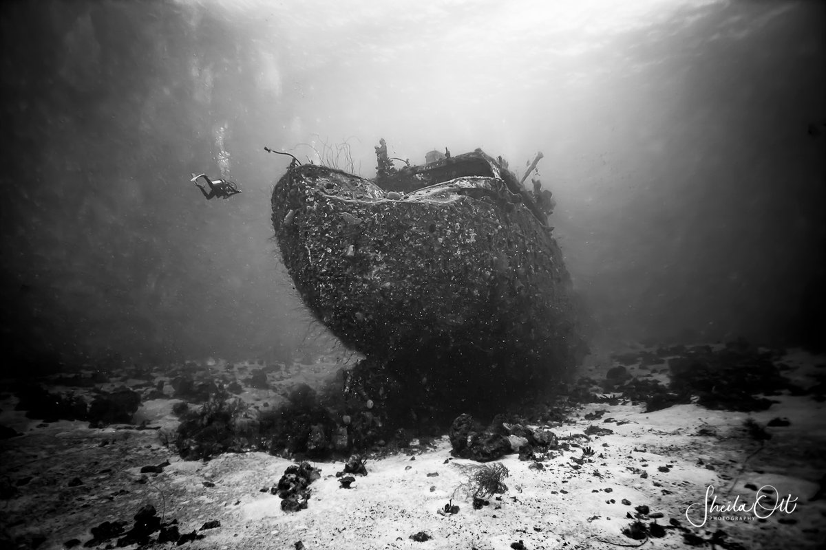 curacao_dive tweet picture