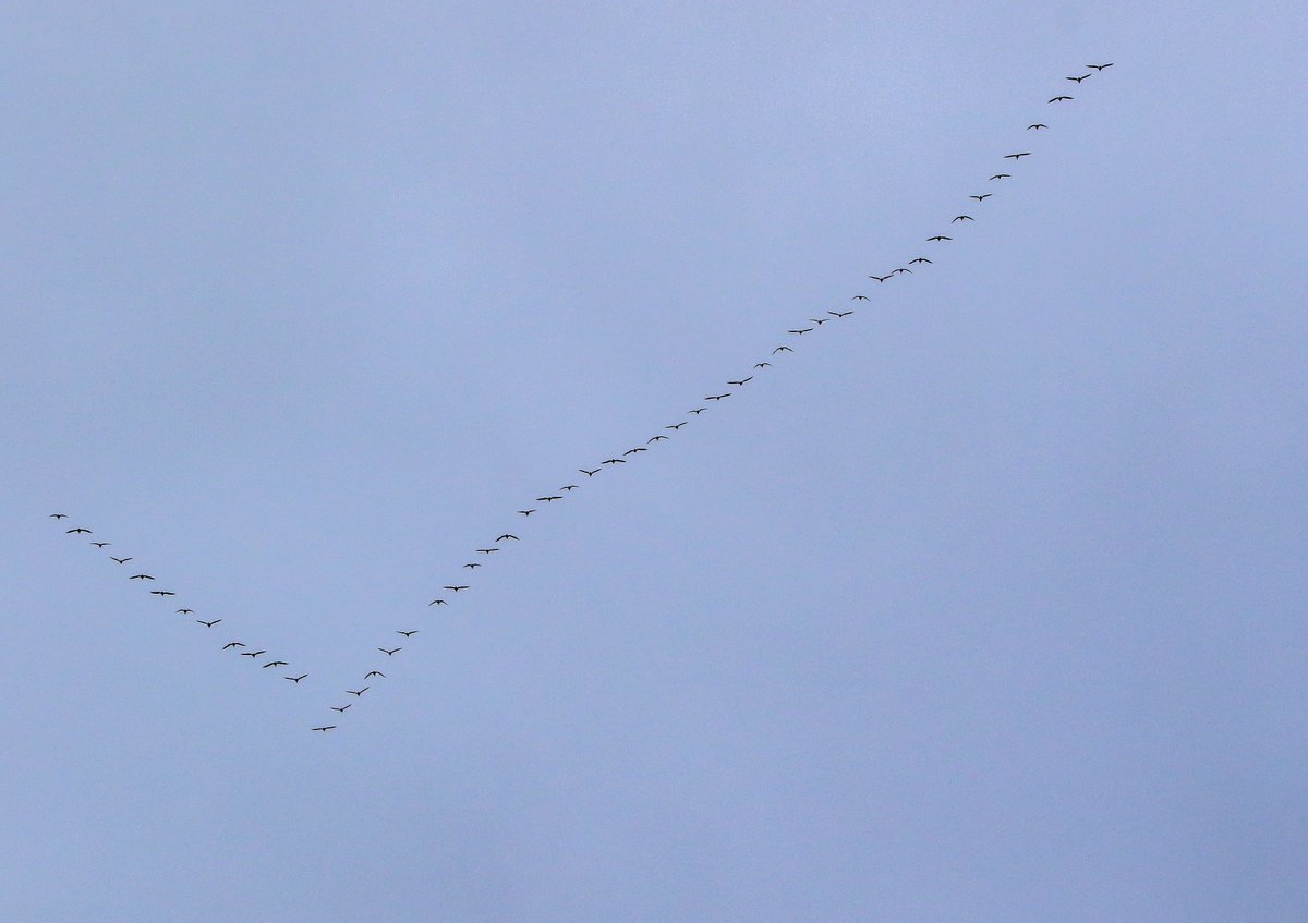InstinctiveSol's tweet photo. Do You know why geese fly in a V?

a) It conserves their energy.
b) To reduce wind resistance.
c) To get free lift from the bird in front of it.
d) To slower their heart rates and flap less often in the back
e) All of the above https://t.co/ycHDWQ8tNb