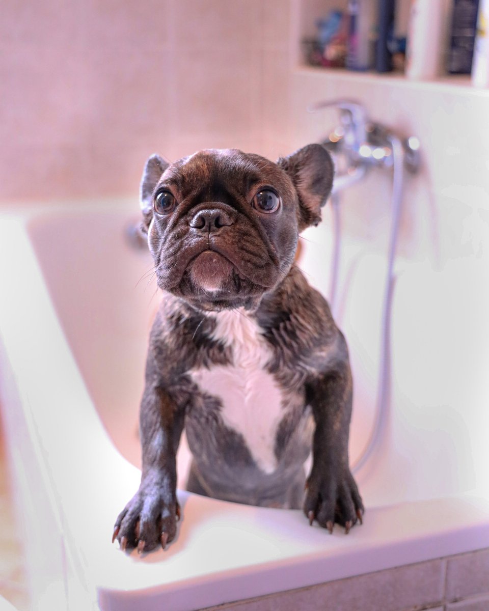 This is hekking torture.. 😏😏

This happens when Tom rolls in poop. 💩 🤮
Anyone like Tom? 😏🤔

 #frenchie #frenchbulldog #dog #dogstagram #dogsofig #frenchiesofig #frenchielover #doglover #puppylover #dogpuopy #frenchiepuppy #puppy #dogslife #frenchieslife #dogsrou