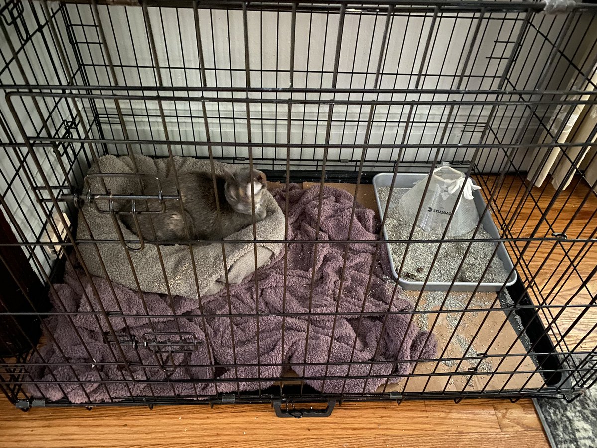 JustSoSmall's tweet image. Good morning to all my new frands!!! 😻
I threw another party last night - took my hat off and wrecked the place! 🤘🏼 Mom was mad when she saw, but didn’t stay mad for long… She’s such a sucker for purrs and muffins hehehe 😸