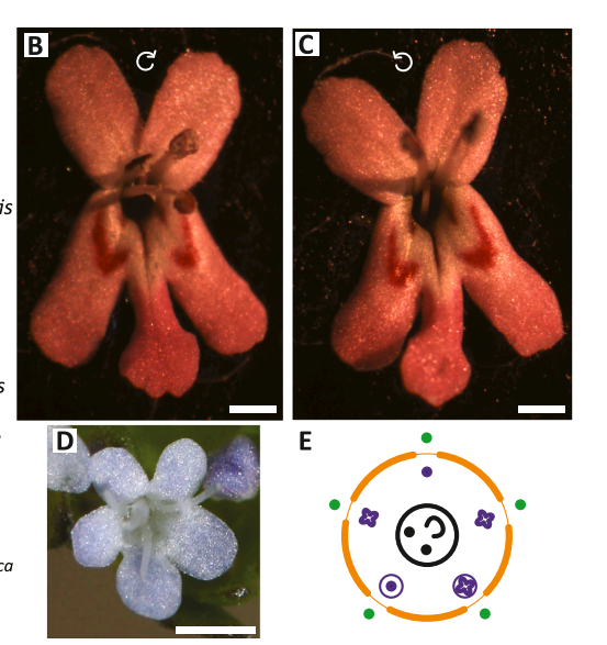 0_minyaaa's tweet photo. New week started with some light reading of the ontogeny #Fedia and #Valerianella and a surprisingly happy floral diagram. 
(DOI: 10.1016/j.flora.2020.151754) https://t.co/lRg5UARTZp