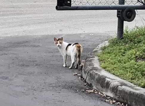 SkittlesFriends's tweet photo. Patches: Hello Everyone, Today is my Gotcha-Rescue Day ๐ป
Three years ago the Big Guy found me at his Satellite work Campus Hungry, Injured, Sick and scared ๐ฟ
He took me home, showed me love & Kindness, he saved my life ๐
#MondayThoughts
#Calico
#KindnessMatters
#HopeNotHate https://t.co/LWIS0CmA3k