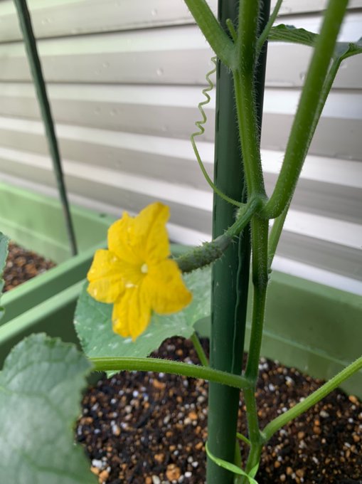 きゅうりがしおれる原因と復活方法とは 育て方のポイント Every Day