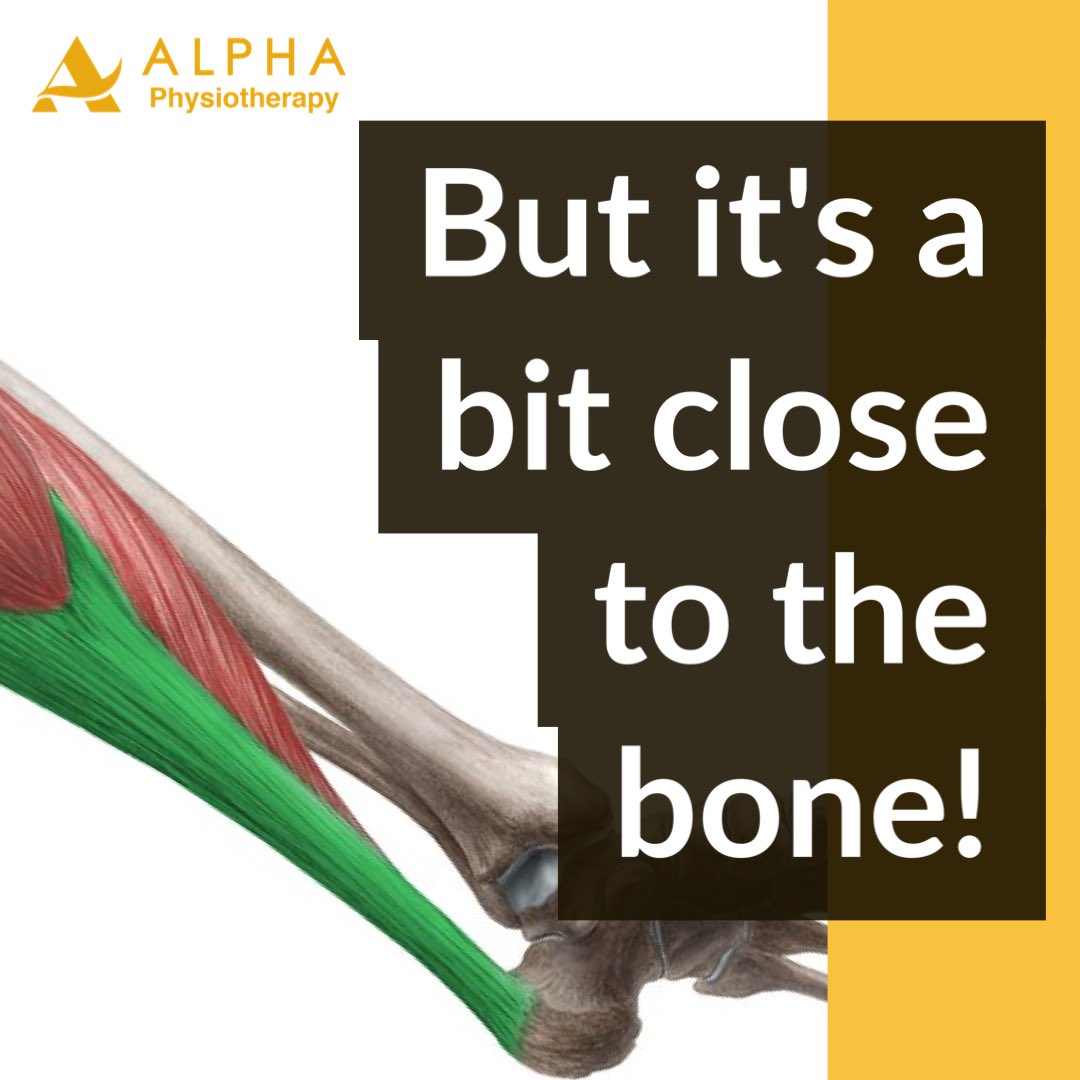 Alpha Physio tweet media