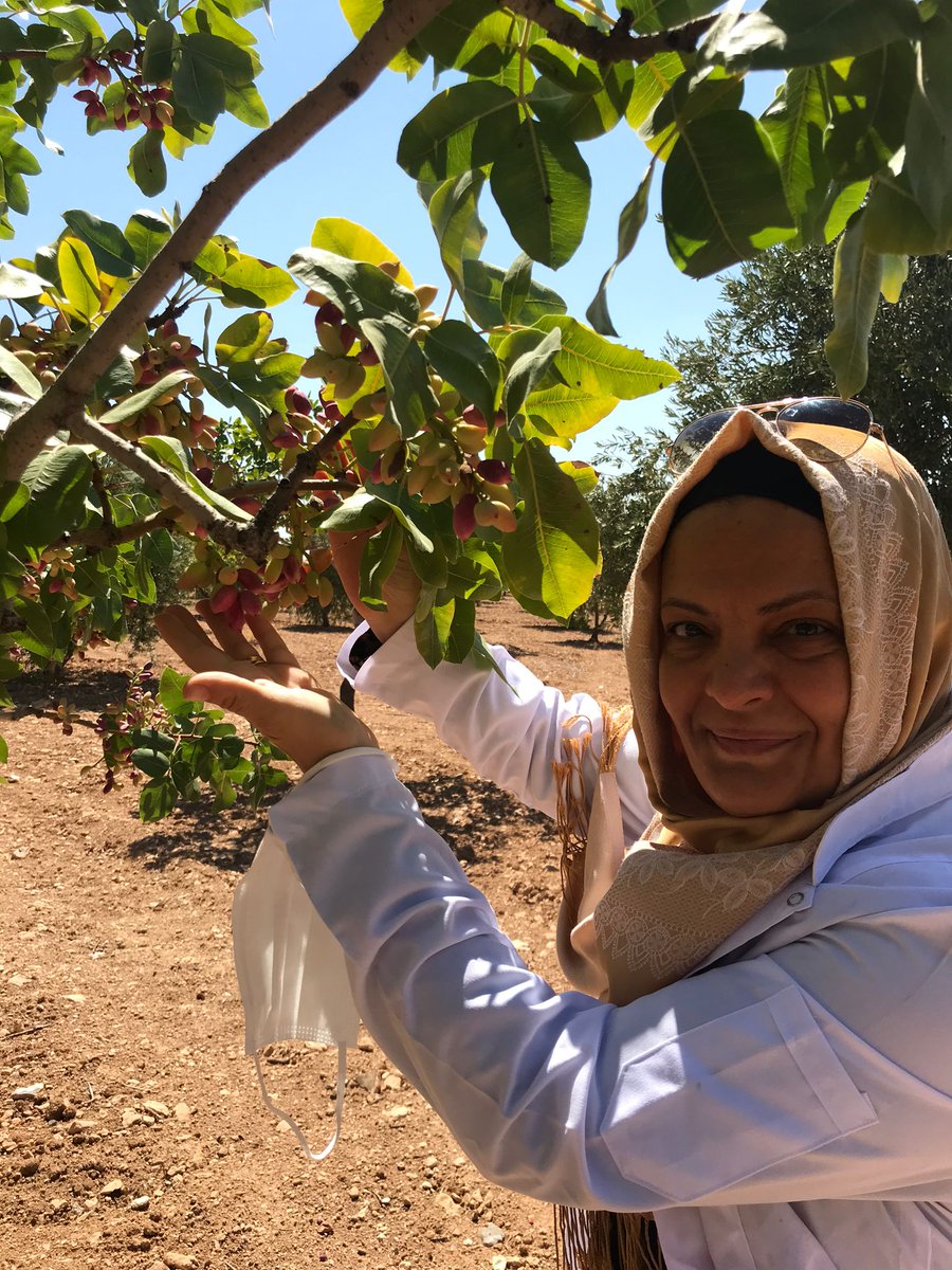 Avcı Tarımsal Danışmanlık sahada fıstık kontrolleri...Haliliye şanlıurfa