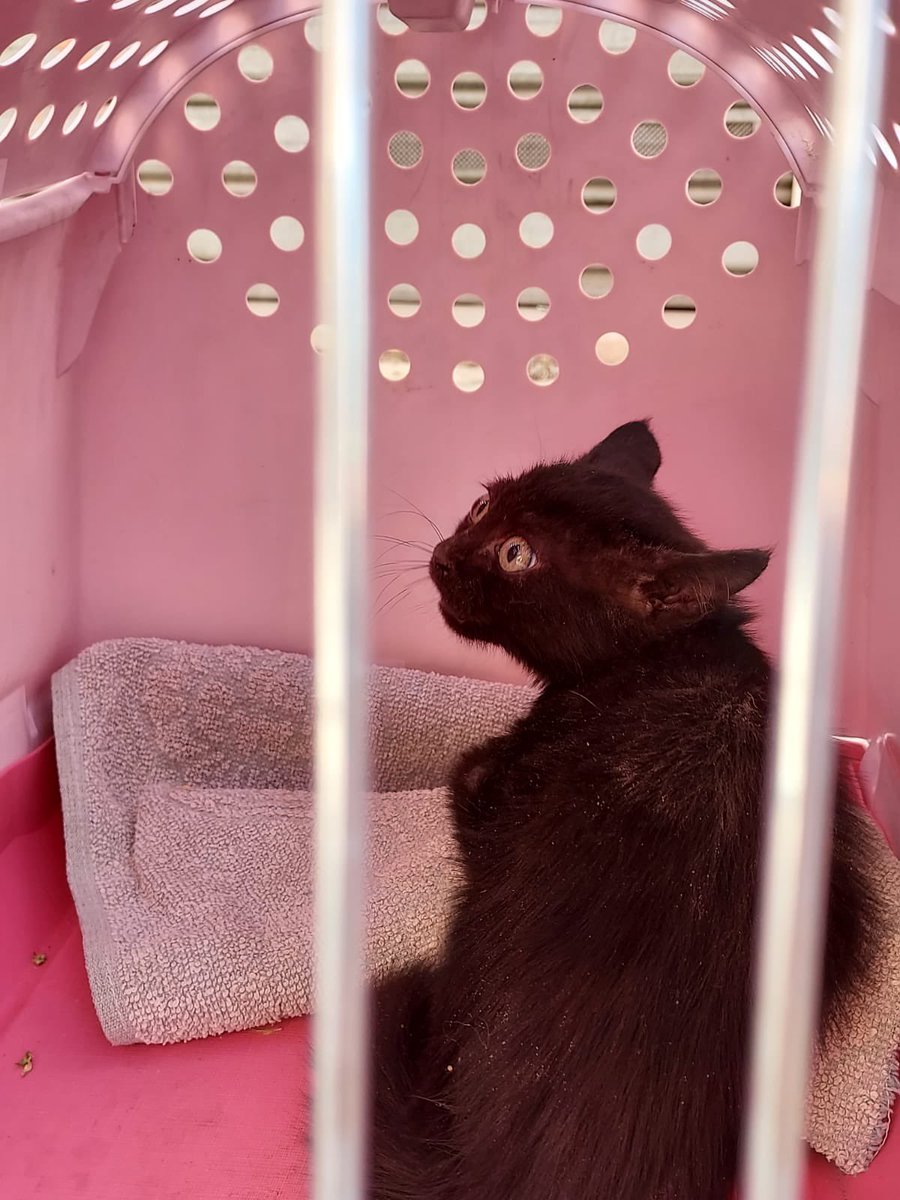itslamardemarta's tweet photo. Este chiquitajo necesita casa de acogida/adopción urgente [Albacete] 😢. Tiene un mesecito o dos como mucho. Difundid porfi y contactadme si estáis interesadxs. https://t.co/GmFC0iwFVk