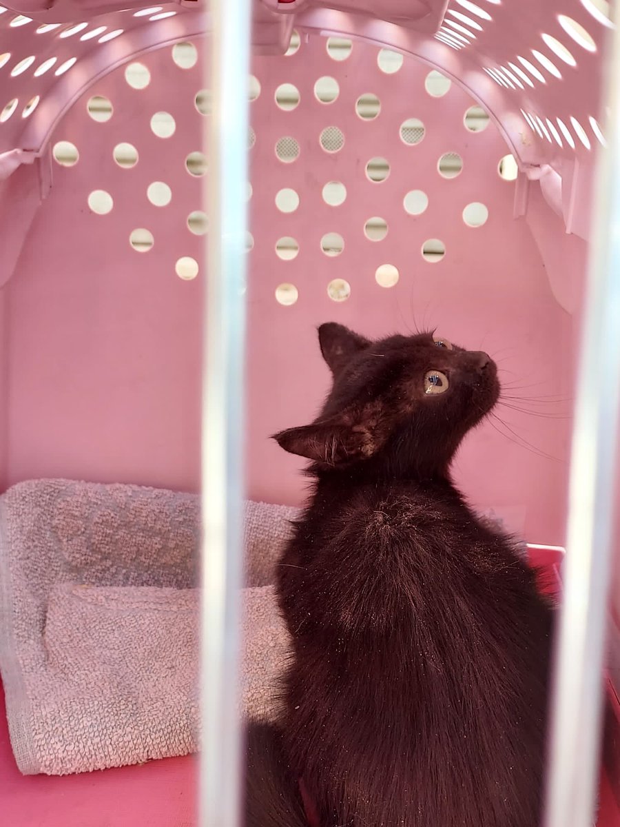 itslamardemarta's tweet photo. Este chiquitajo necesita casa de acogida/adopción urgente [Albacete] 😢. Tiene un mesecito o dos como mucho. Difundid porfi y contactadme si estáis interesadxs. https://t.co/GmFC0iwFVk