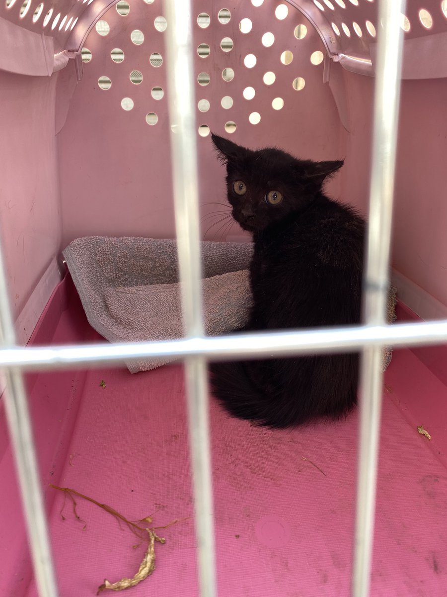 itslamardemarta's tweet photo. Este chiquitajo necesita casa de acogida/adopción urgente [Albacete] 😢. Tiene un mesecito o dos como mucho. Difundid porfi y contactadme si estáis interesadxs. https://t.co/GmFC0iwFVk