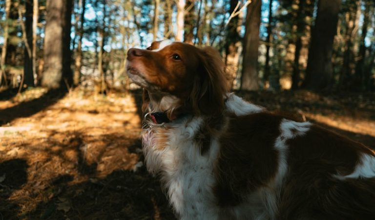 ¿Llevar o no a nuestro perro a la naturaleza? > bit.ly/3mqK9wo