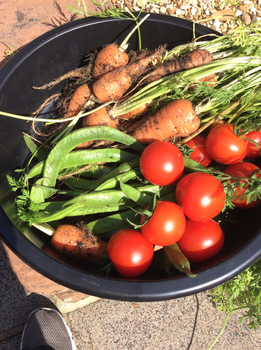 veracarsonn's tweet photo. From the garden today https://t.co/9vFReIbzM0