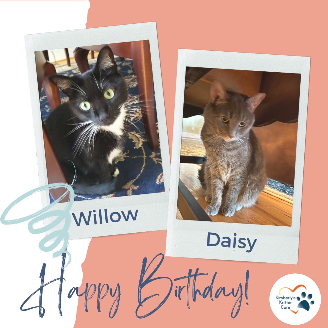 Wishing these two beauties a very happy birthday!

#willow #daisy #catbirthday #happybirthday #catsarefamily #catlover