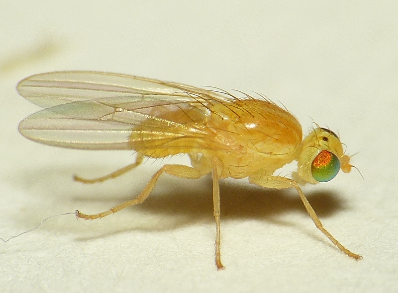 Study_Pot's tweet photo. Did you know?
The 𝐂𝐲𝐜𝐥𝐨𝐫𝐫𝐡𝐚𝐩𝐡𝐨𝐮𝐬 𝐟𝐥𝐢𝐞𝐬 have no mandibles and maxillae.

The family of insects that fall under this order is; Muscidae(houseflies), Glossinidae(Tsetsefly), Calliphoridae(blowflies), Oestridae(warbleflies) https://t.co/wc1z9H6Pfg