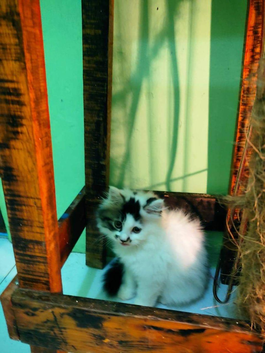 ilfijandrisno's tweet photo. ๐ค๐ค Ready for Adopt ๐ค๐ค
Persia Flatnose
Umur 3 bulan
Betina
No kutu, no jamur
Poop dan Pee di litterbox
Minat? Hit me on DM
#adopt #adopsi #not4free #persiaflatnose #adopsikucing #lepasadopsi #persian #kittenpersia #kitten #kucing https://t.co/8Xvb6YEK4X