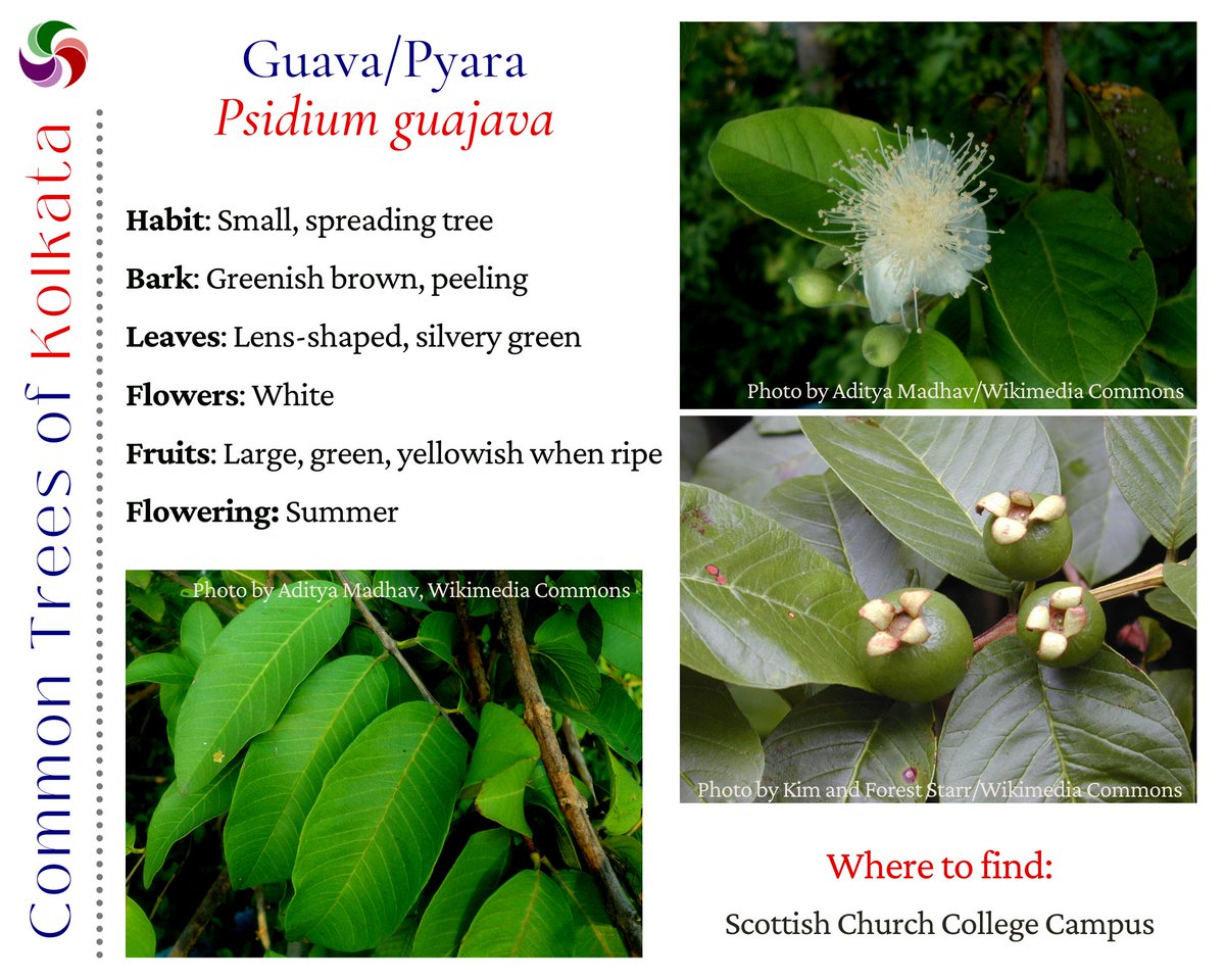 seasonwatch_in's tweet photo. Did you know, #guava fruit has more vitamin C than oranges and lemons? It is also next in #commontrees of #Kolkata in our list. What do you call the #fruit ?
#fruitingtree #exoticfruit #citiesandtrees #changingtrees #climateimpact #climatechangestudy #citsci #seasonwatch https://t.co/Y1IwW979Dx