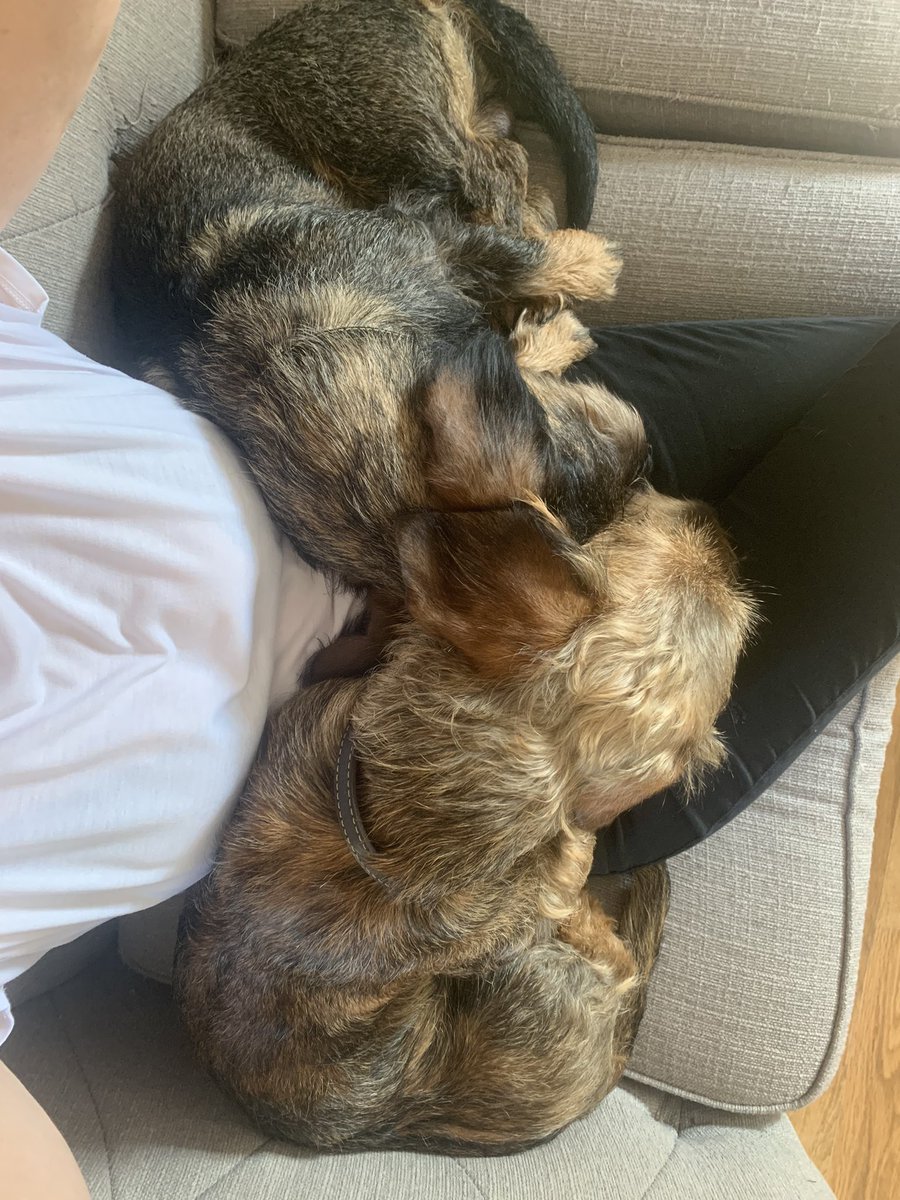 I sat down on the settee for one minute. Now I don’t want to move them! #dogsoftwitter 🐶😍