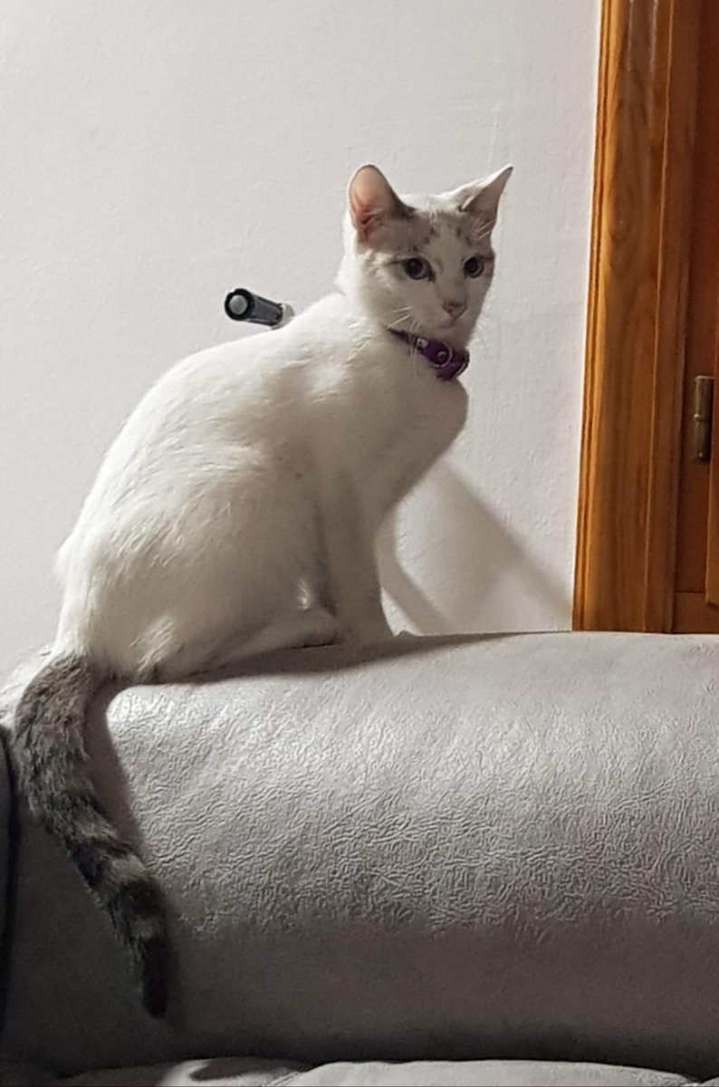 Miss_Monsteerr's tweet photo. Chicos, necesito más ayuda con la difusión.
Se sigue dando en adopción esta gatita de 2 años, castrada y con chip.
Si no podéis adoptar, haced al menos RT a ver si llega a alguien que quiera darle el amor que merece. La adopción es en Madrid. https://t.co/dfoluoZNMV