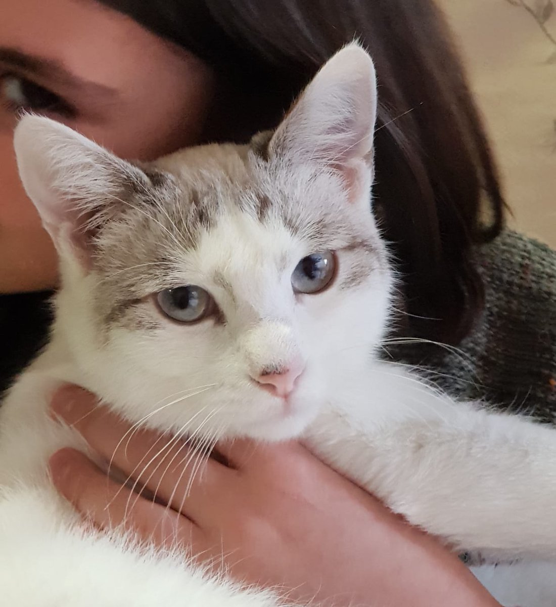 Miss_Monsteerr's tweet photo. Chicos, necesito más ayuda con la difusión.
Se sigue dando en adopción esta gatita de 2 años, castrada y con chip.
Si no podéis adoptar, haced al menos RT a ver si llega a alguien que quiera darle el amor que merece. La adopción es en Madrid. https://t.co/dfoluoZNMV