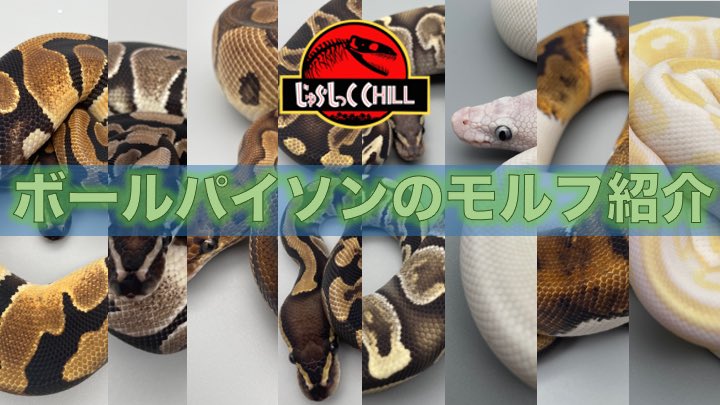 jurachill0805's tweet photo. 動画投稿しております!
本日はボールパイソンのモルフ紹介です😆
↓動画URL
https://t.co/XwKBy2og7x
#youtube
#youtuber
#生き物
#自然
#ballphython
#ボールパイソン
#ヘビ
#モルフ
#爬虫類 https://t.co/MBu39dAzUo
