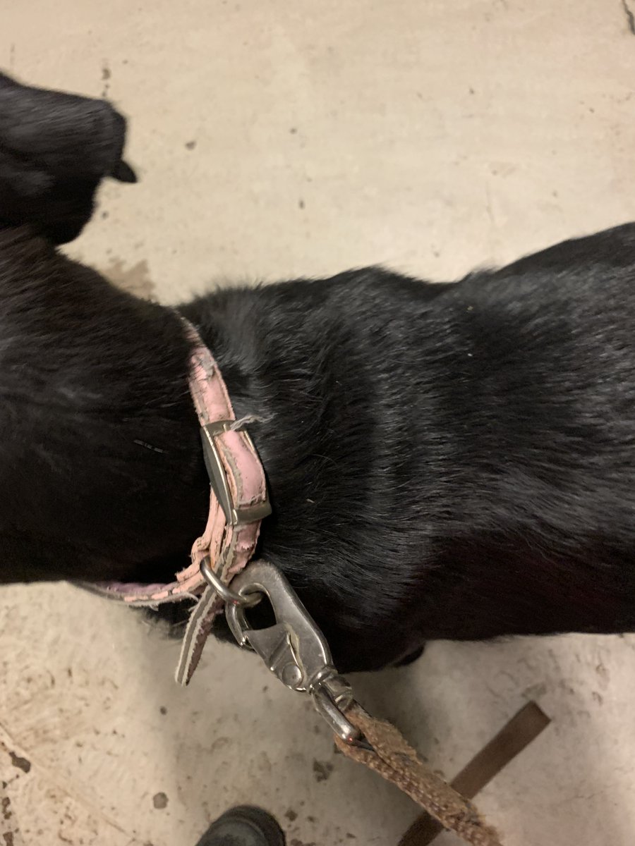 Stearns_Sheriff's tweet photo. These two were found running on Highway 22 near County Road 9. The female Black Lab had a collar as pictured. The female Yellow Lab had no collar and appears to be the younger of the two.  They will both be residing at the @TriCountyHumane. https://t.co/NXDTH4ab5W