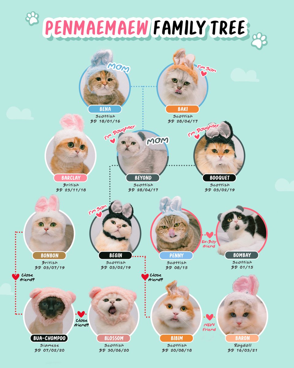ผังแมวอันใหม่ประจำปี 2021
คนอะไร อัพเดท Family Tree แมวทุก 6 เดือน