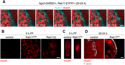 J Cell Science (@j_cell_sci) on Twitter photo Bashirullah &co <a href="/hobbitflygirl/">Sarah Neuman</a> <a href="/bashflylab/">Arash Bashirullah</a> <a href="/UWMadison/">UW–Madison</a> report a novel function for Rab1 and Rab11 during secretory granule maturation: ow.ly/M93N50FW7Nk Bashirullah &co <a href="/hobbitflygirl/">Sarah Neuman</a> <a href="/bashflylab/">Arash Bashirullah</a> <a href="/UWMadison/">UW–Madison</a> report a novel function for Rab1 and Rab11 during secretory granule maturation: ow.ly/M93N50FW7Nk
