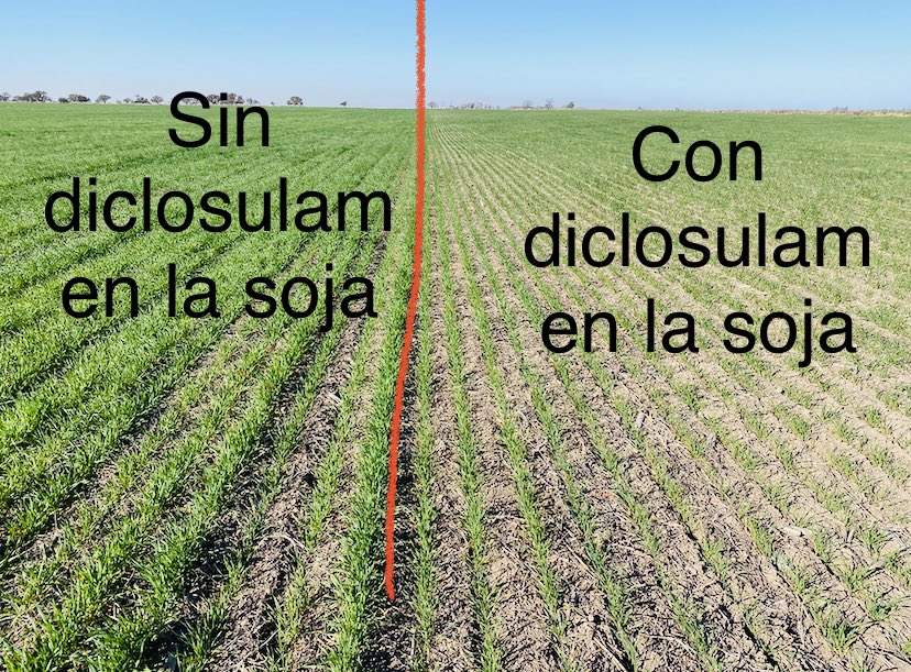 Ojo con los ALS 
Cultivo antecesor de este trigo: “soja”